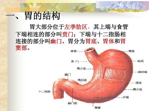 诊断连接在哪个位置（幽门连接在哪个位置）-图3