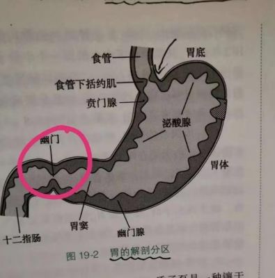 诊断连接在哪个位置(幽门连接在哪个位置)-图1 诊断连接在哪个位置(幽门连接在哪个位置)-图1