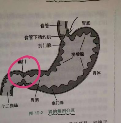 诊断连接在哪个位置（幽门连接在哪个位置）-图1