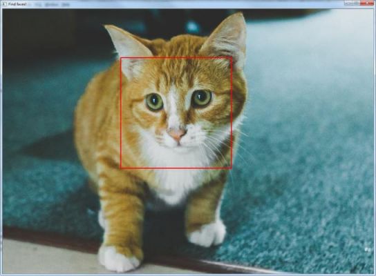 哪个软件可以识别猫脸（哪个软件可以识别猫脸的软件）