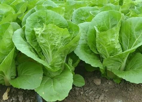 大白菜和深度哪个好用吗(大白菜种深了怎么办)-图2 大白菜和深度哪个好用吗(大白菜种深了怎么办)-图2