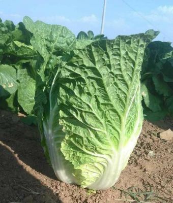大白菜和深度哪个好用吗(大白菜种深了怎么办)-图1 大白菜和深度哪个好用吗(大白菜种深了怎么办)-图1