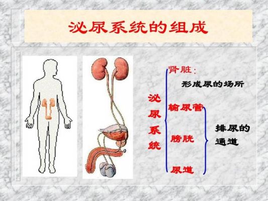 下新统是哪个系的的简单介绍