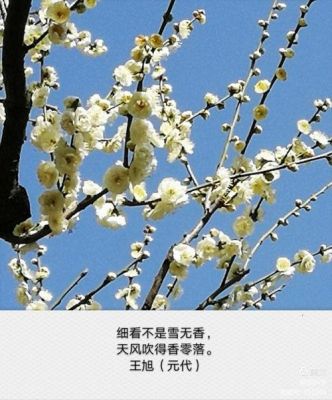 遥知不是雪写哪个季节(遥知不是雪是哪首诗)-图3 遥知不是雪写哪个季节(遥知不是雪是哪首诗)-图3