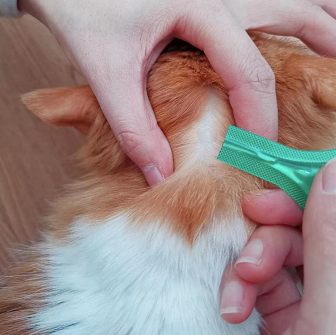 怎么删除猫咪(猫咪怎么删除自己发的帖子)-图1 怎么删除猫咪(猫咪怎么删除自己发的帖子)-图1