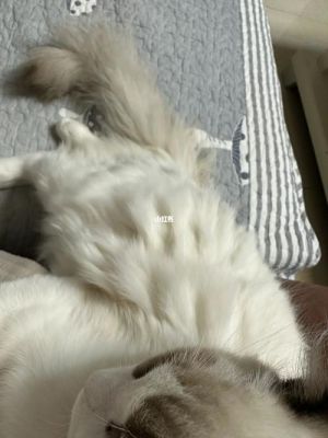怎么删除猫咪(猫咪怎么删除自己发的帖子)-图2 怎么删除猫咪(猫咪怎么删除自己发的帖子)-图2