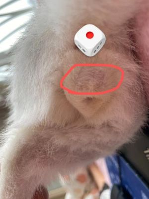 怎么删除猫咪(猫咪怎么删除自己发的帖子)-图3 怎么删除猫咪(猫咪怎么删除自己发的帖子)-图3