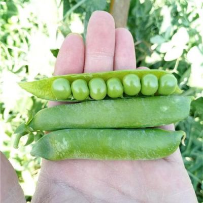 豌豆荚属于哪个公司(豌豆荚属于哪个公司的产品)-图3 豌豆荚属于哪个公司(豌豆荚属于哪个公司的产品)-图3