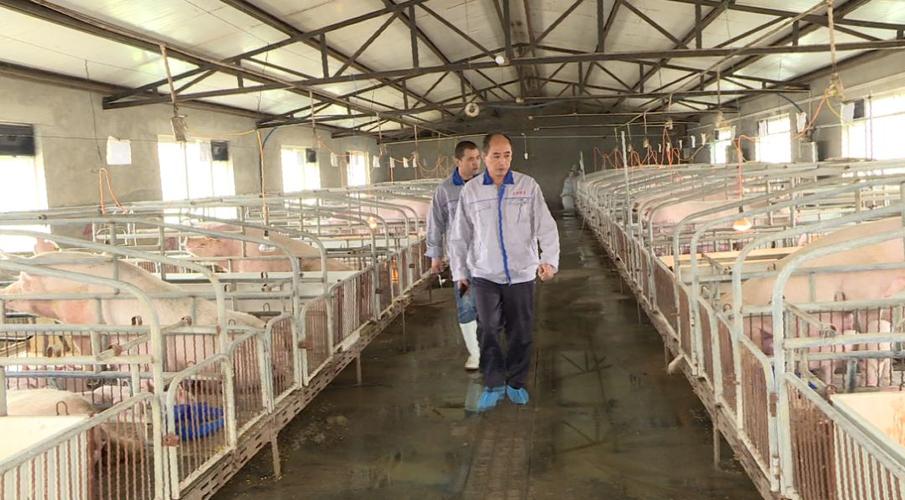 标准化种猪养殖厂供配电(标准化猪养殖场)-图2 标准化种猪养殖厂供配电(标准化猪养殖场)-图2